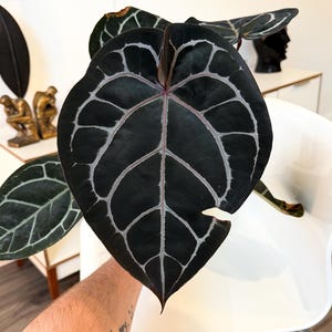 May include: Close-up of a dark green Anthurium leaf with prominent white veining. The leaf has a heart shape with a pointed tip. The veins create a striking pattern against the dark background. The overall theme is plants and nature.