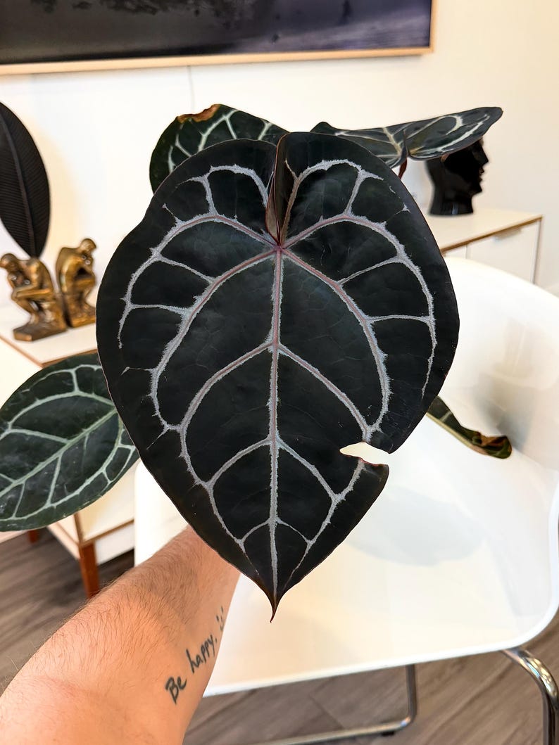 May include: Close-up of a dark green Anthurium leaf with prominent white veining. The leaf has a heart shape with a pointed tip. The veins create a striking pattern against the dark background. The overall theme is plants and nature.