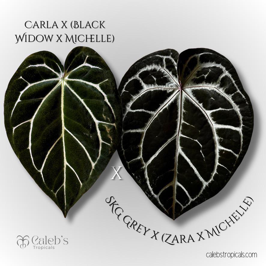 Anthurium Zara X Anthurium Michelle - Etsy
