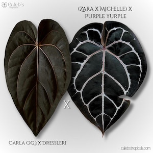 May include: Two dark green leaves with prominent veining are displayed. One leaf is solid, while the other has white veining. The text "(ZARA X MICHELLE) X PURPLE YURPLE" and "CARLA OG3 X DRESSLERI" is visible. The image is from Caleb's Tropicals.