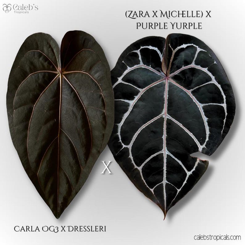 May include: Two dark green leaves with prominent veining are displayed. One leaf is solid, while the other has white veining. The text "(ZARA X MICHELLE) X PURPLE YURPLE" and "CARLA OG3 X DRESSLERI" is visible. The image is from Caleb's Tropicals.