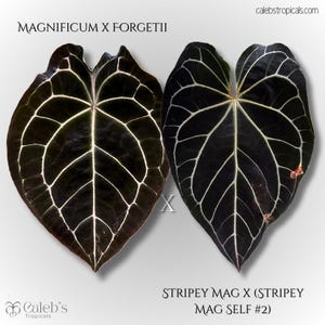 Anthurium Magnificum X Forgetii - Etsy
