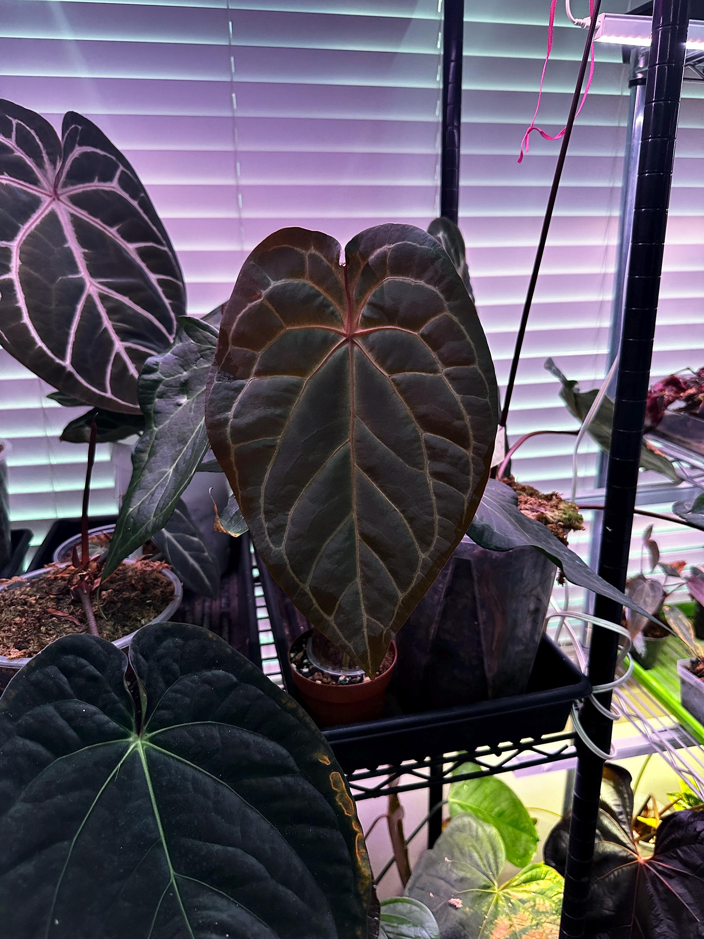 Anthurium (code Red X Red Crystal) X (silver Blush X Michelle) - Etsy