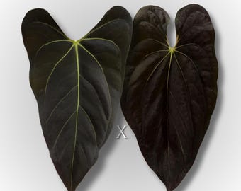 Seed Grown Anthurium Black Sweet X Fort Sherman Starter Plant (ALL