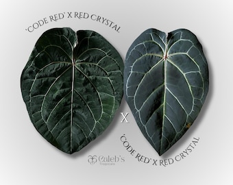 Anthurium (code Red X Red Crystal) X (SKG Grey X (zara X