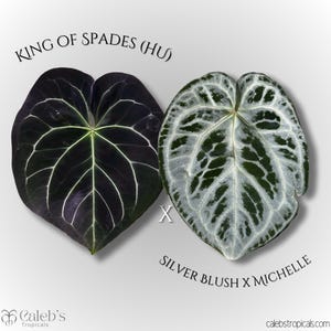 15 アンスリウム　ミシェル×SKGシルバー Anthurium Skg Silver - Etsy