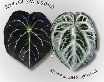 Anthurium King of Spades x (Silver Blush x Michelle)