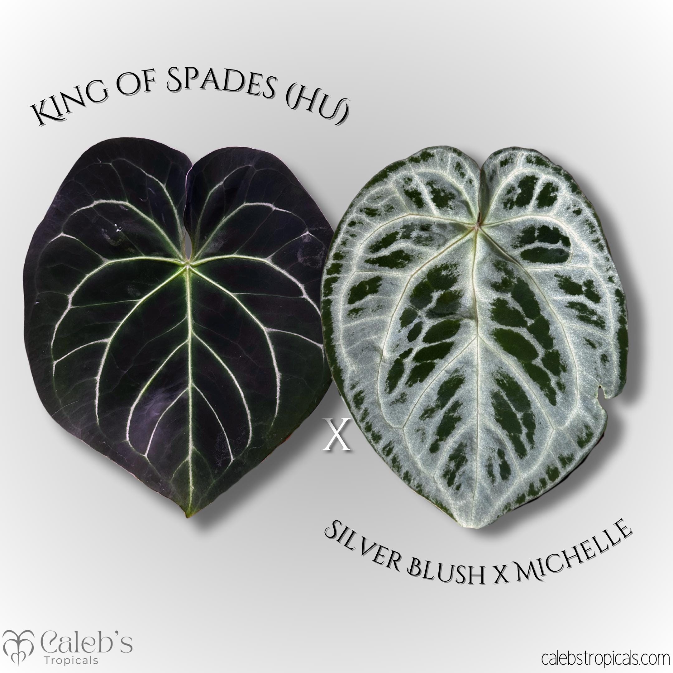 Anthurium King of Spades X Red Crystallinum - Etsy