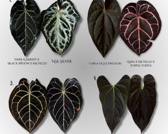 Anthurium (carla X (black Widow X Michelle)) X (SKG Grey X (zara X