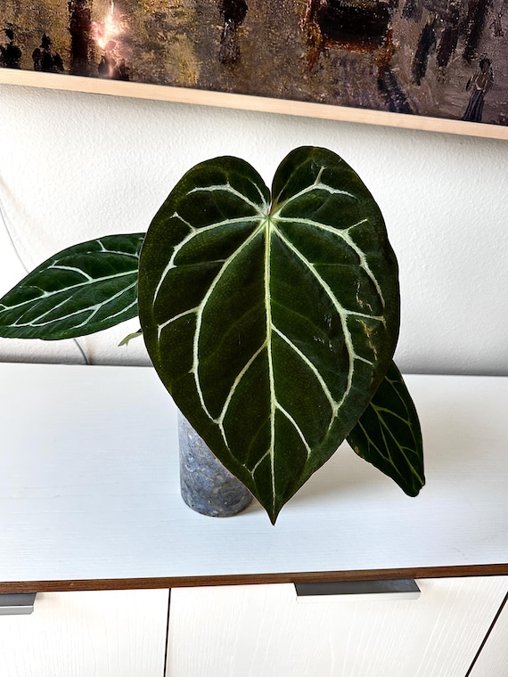 Anthurium (carla X (black Widow X Michelle)) X (SKG Grey X (zara X