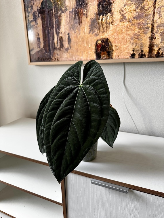 Anthurium 'ace of Spades' Noid X Dark Phoenix Clone - Etsy