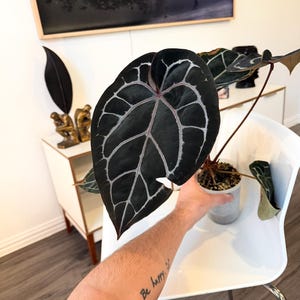May include: A dark green Anthurium plant with prominent white veining and a reddish stem is held in a small gray pot. The plant's large, heart-shaped leaves are the focal point, showcasing a striking contrast.