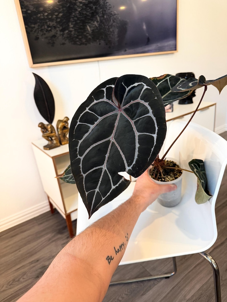 May include: A dark green Anthurium plant with prominent white veining and a reddish stem is held in a small gray pot. The plant's large, heart-shaped leaves are the focal point, showcasing a striking contrast.