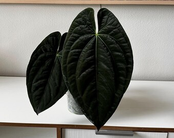 Anthurium 'ace of Spades' Noid X Dark Phoenix Clone - Etsy