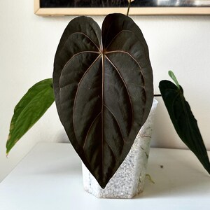 May include: A close-up of a houseplant with a large, dark green leaf with prominent veins. The leaf is heart-shaped and has a deep, almost black color. The plant is in a clear, geometric-shaped pot filled with white pebbles. A yellow flower stalk is visible.