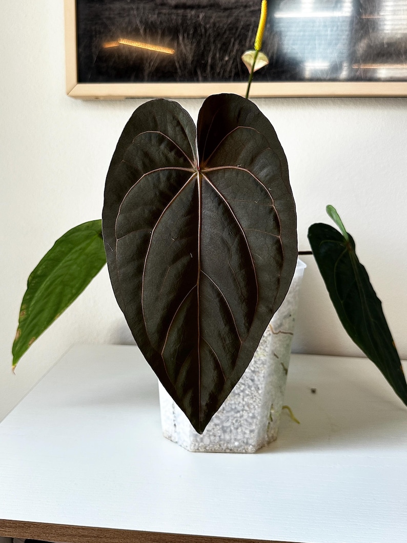 May include: A close-up of a houseplant with a large, dark green leaf with prominent veins. The leaf is heart-shaped and has a deep, almost black color. The plant is in a clear, geometric-shaped pot filled with white pebbles. A yellow flower stalk is visible.