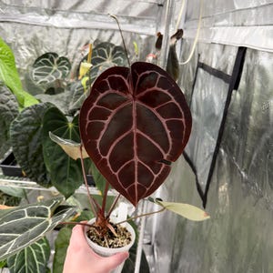May include: A close-up of an Anthurium plant with a large, heart-shaped leaf. The leaf is a deep burgundy color with prominent light pink veins. The plant is in a small white pot, and other plants are visible in the background.