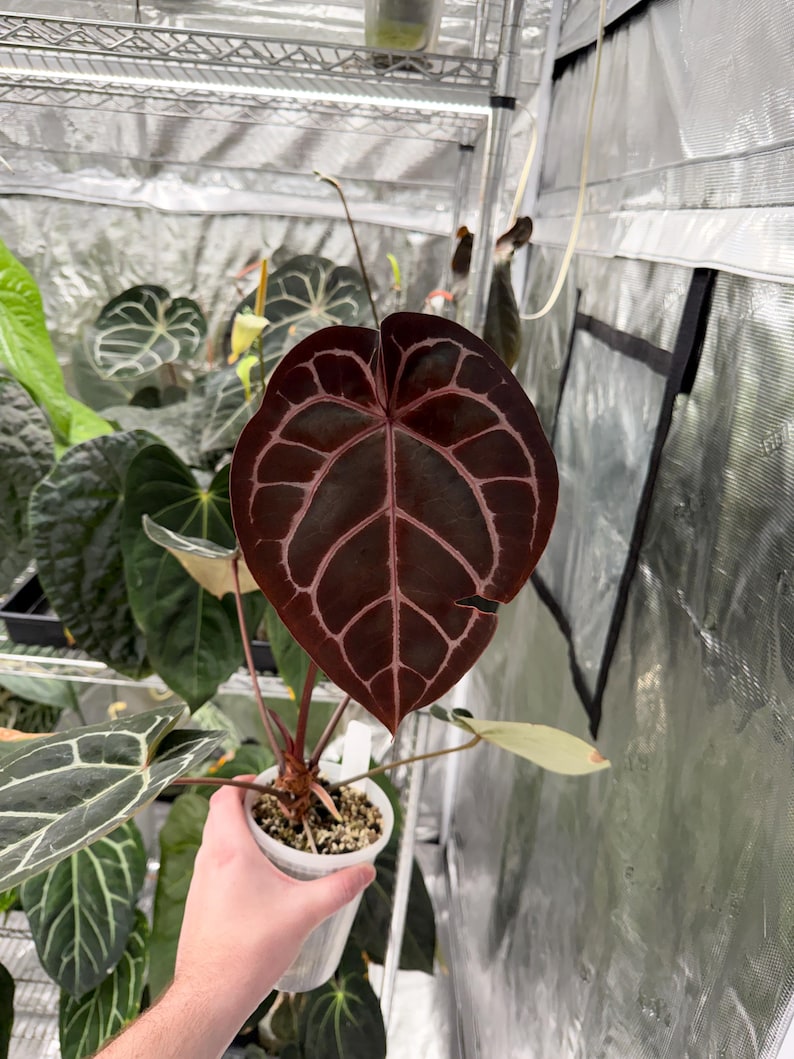 May include: A close-up of an Anthurium plant with a large, heart-shaped leaf. The leaf is a deep burgundy color with prominent light pink veins. The plant is in a small white pot, and other plants are visible in the background.