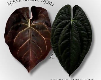 Anthurium 'Ace of Spades' NoID x Dark Phoenix Clone