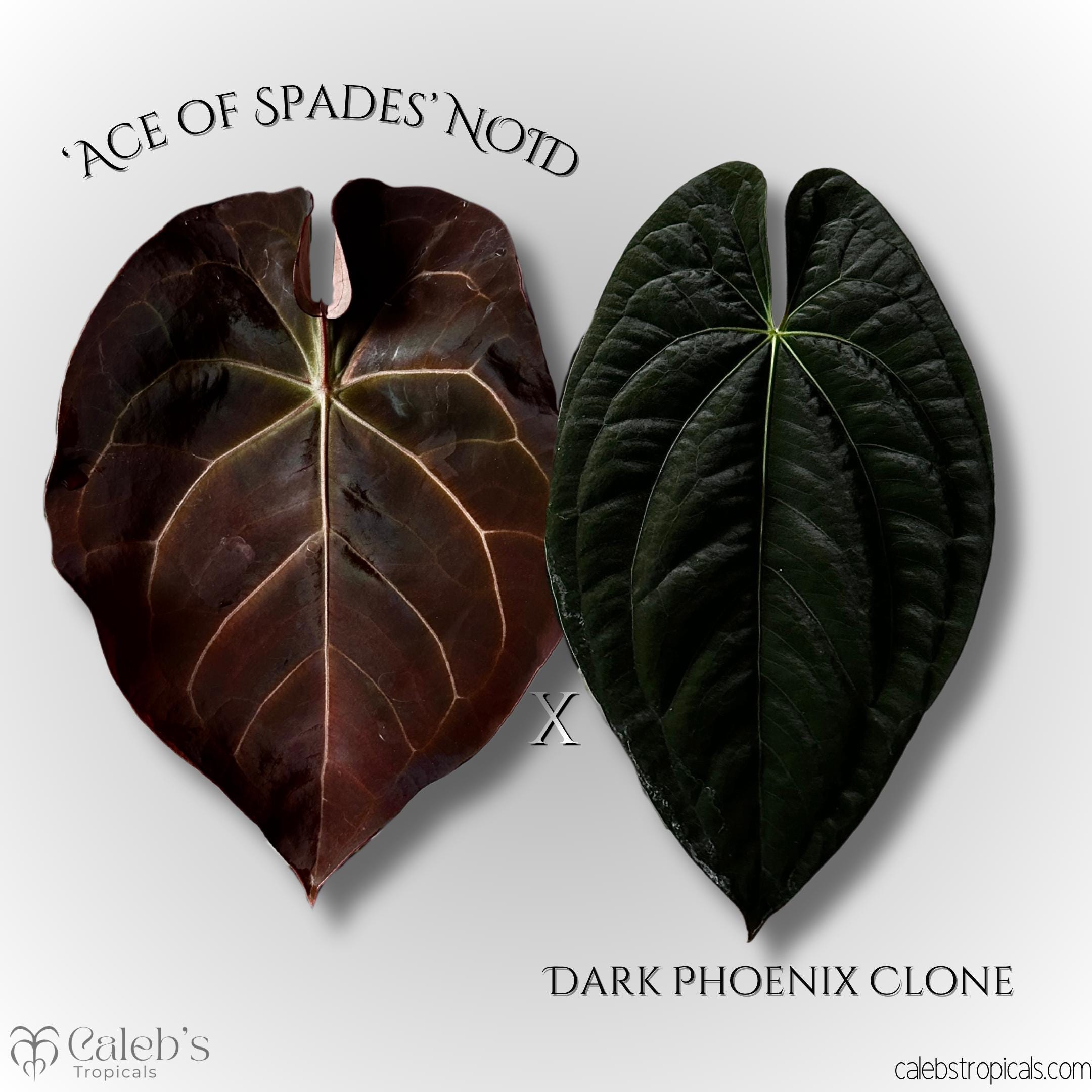 Anthurium 'ace of Spades' Noid X Dark Phoenix Clone - Etsy