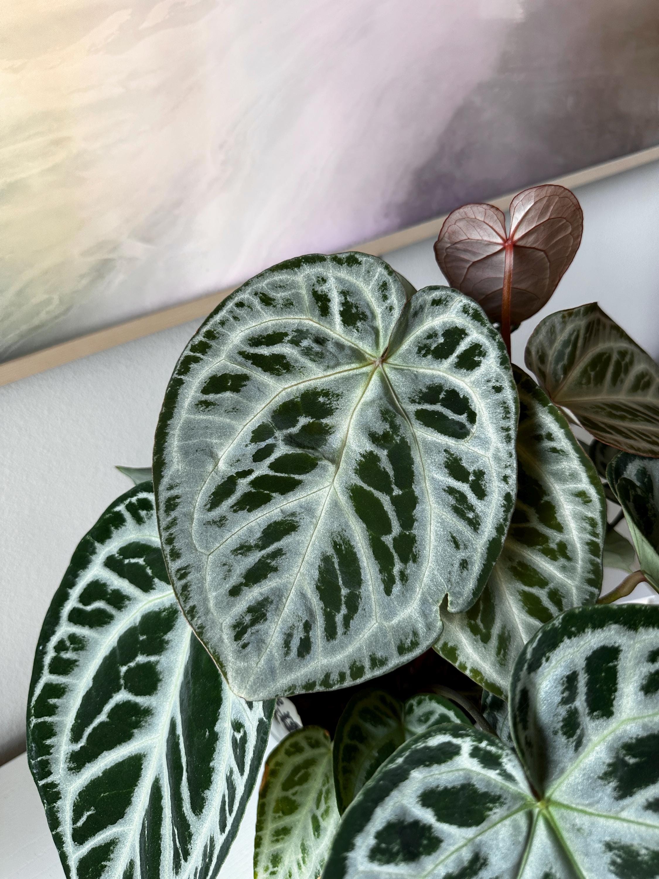 Anthurium (code Red X Red Crystal) X (silver Blush X Michelle) - Etsy