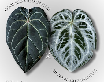 Anthurium (Code Red x Red Crystal) x (Silver Blush x Michelle)