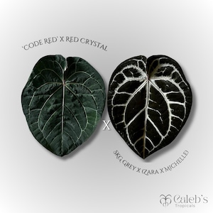 Anthurium zara x anthurium michelle - Etsy 日本 Anthurium zara x anthurium michelle - Etsy 日本
