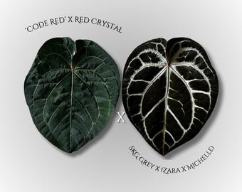 Anthurium 