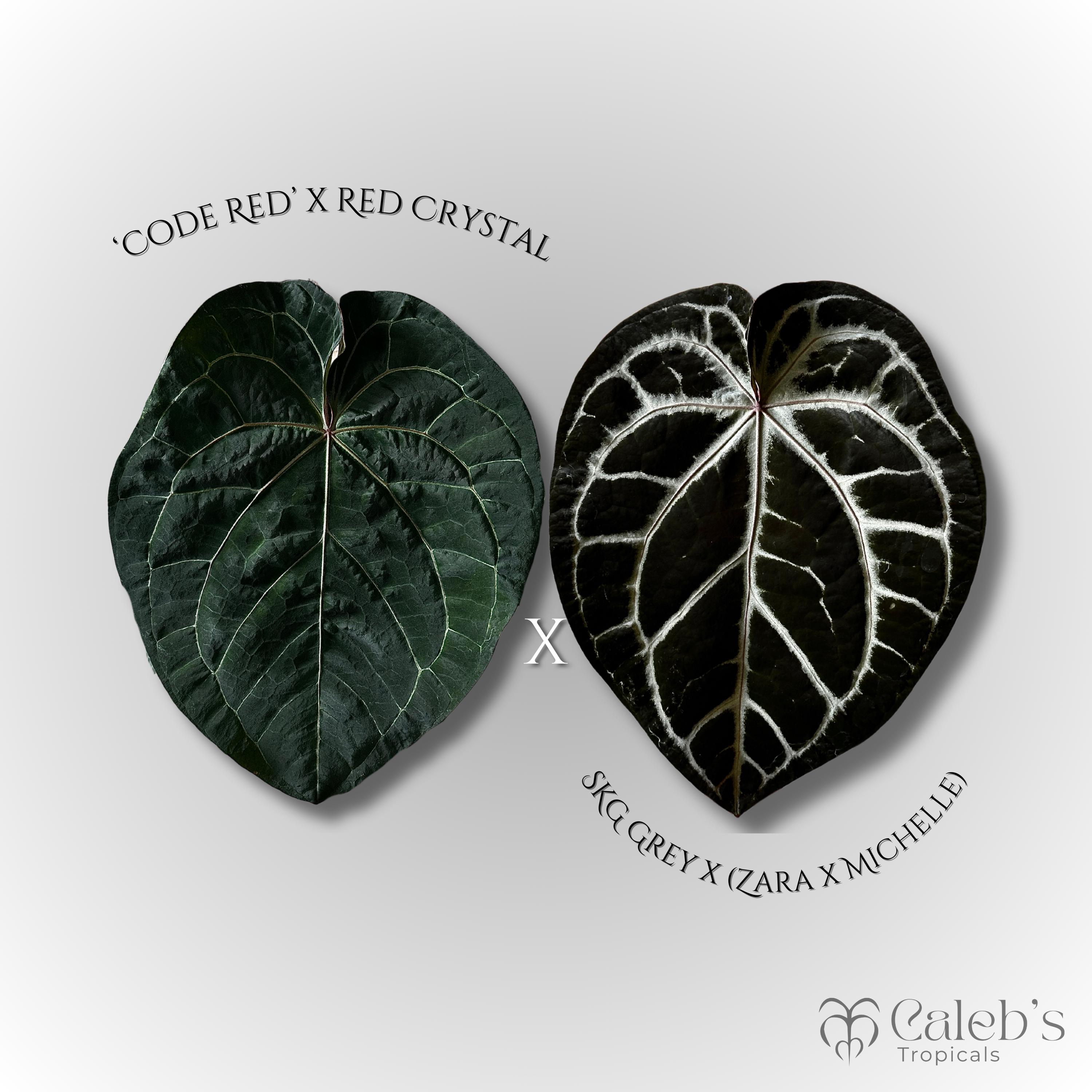 Anthurium zara x anthurium michelle - Etsy 日本 Anthurium zara x anthurium michelle - Etsy 日本