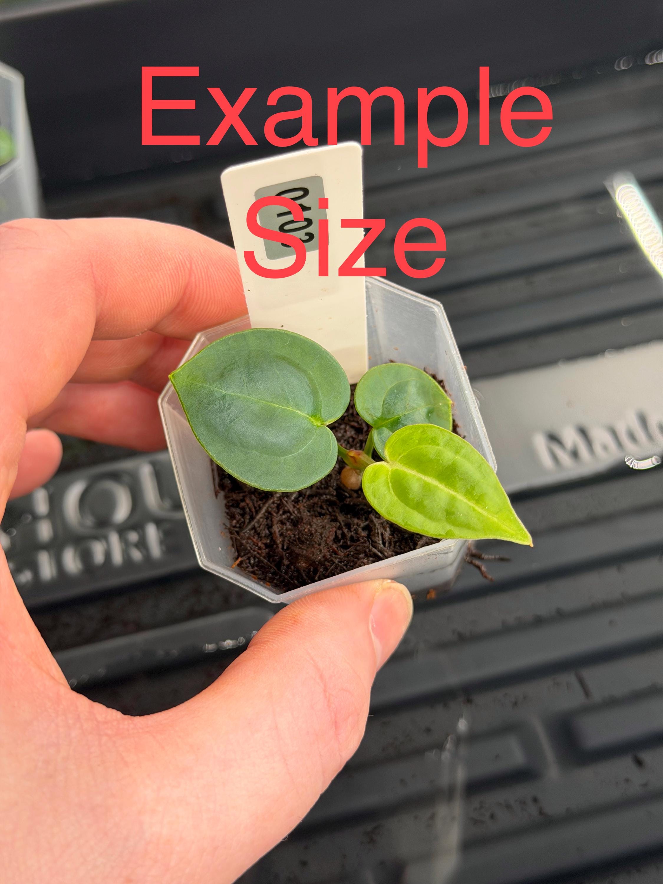 Anthurium F2 SKG Grey X (zara X Michelle) - Etsy