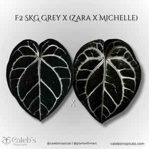 May include: Two dark green Anthurium leaves with prominent white veining are displayed against a white background. The text "F2 SKG GREY X (ZARA X MICHELLE)" is at the top. The Caleb's Tropicals logo and social media handles are at the bottom.