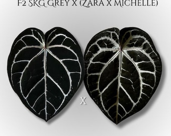 Anthurium F2 SKG Grey x (Zara x Michelle)