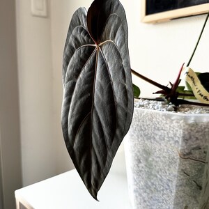 May include: Close-up of a dark green leaf with prominent veining, showcasing a heart-shaped form. The leaf is part of a plant, with a tag visible in the background. The plant is in a clear, square pot filled with white pebbles. The leaf's color is a deep, almost black green.
