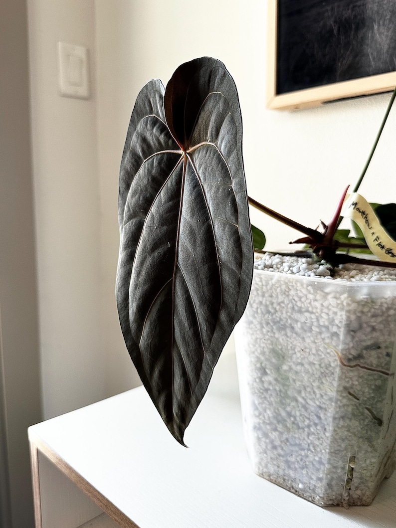 May include: Close-up of a dark green leaf with prominent veining, showcasing a heart-shaped form. The leaf is part of a plant, with a tag visible in the background. The plant is in a clear, square pot filled with white pebbles. The leaf's color is a deep, almost black green.