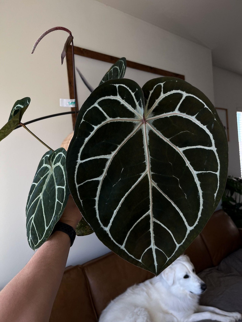 Anthurium #twinphoenix f2 main image 0