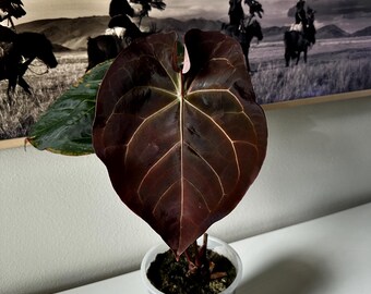 Anthurium 'ace of Spades' Noid X Dark Phoenix Clone - Etsy