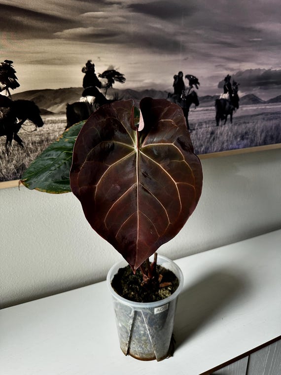 Anthurium 'ace of Spades' Noid X Dark Phoenix Clone - Etsy