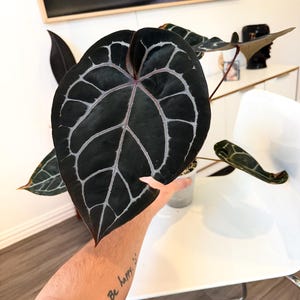 May include: A large, dark green Anthurium plant leaf with prominent white veining. The leaf is held up, showcasing its heart shape and intricate pattern. The plant is in a small pot, with other leaves visible.