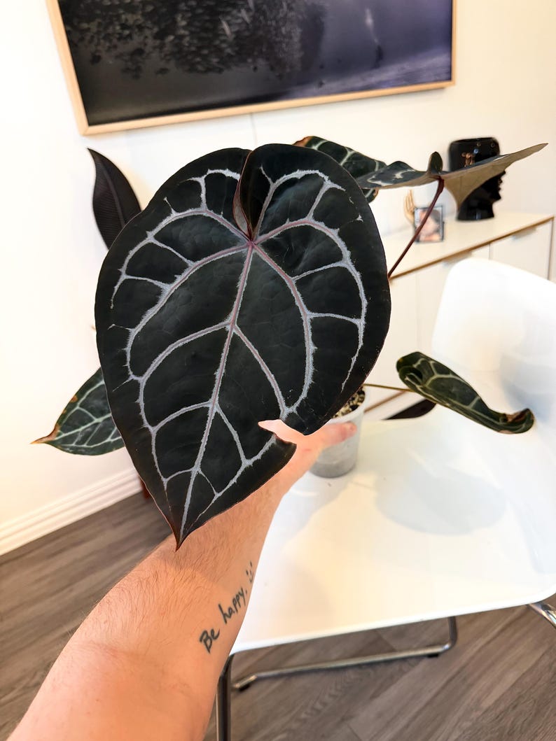 May include: A large, dark green Anthurium plant leaf with prominent white veining. The leaf is held up, showcasing its heart shape and intricate pattern. The plant is in a small pot, with other leaves visible.