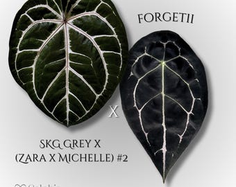 Anthurium (SKG Grey X (zara X Michelle)) X Forgetii - Etsy