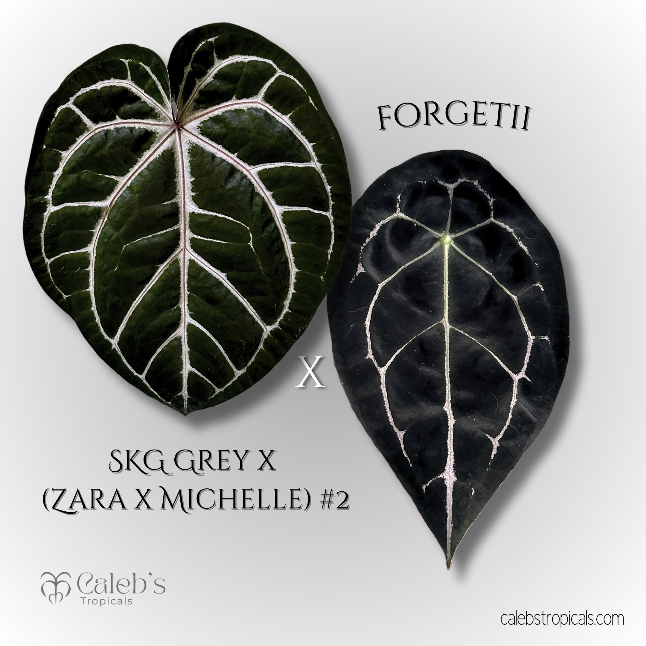 Anthurium Michelle and Zara - Etsy