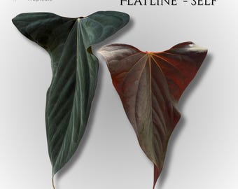 Anthurium Papillilaminum, (fs Self) X (rl Self) - 2x Seedlings - Etsy