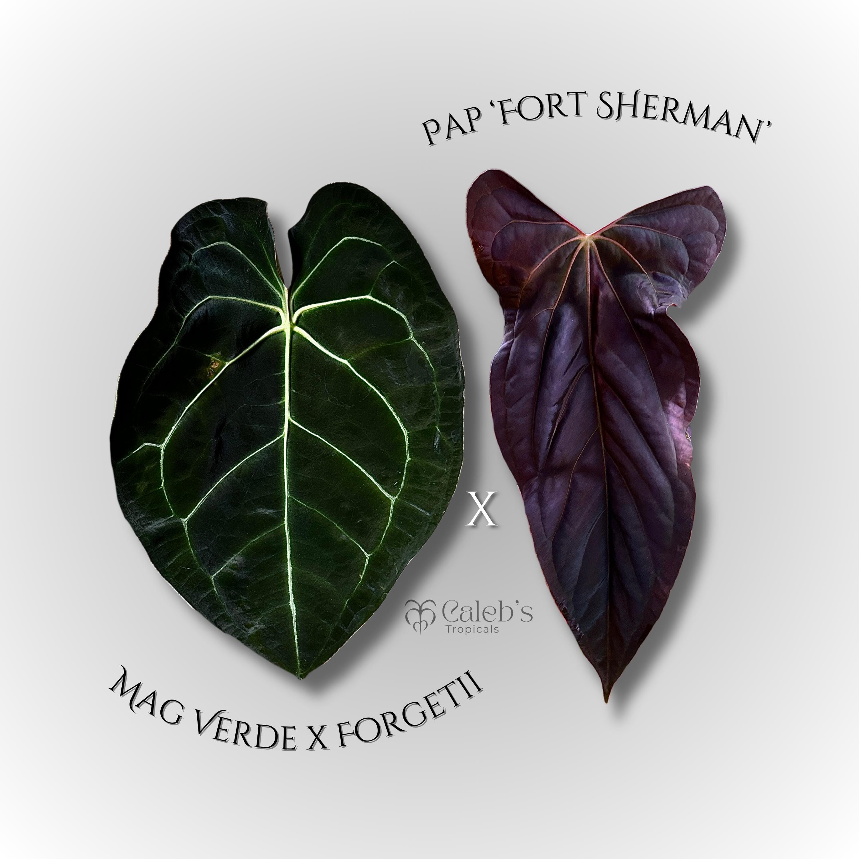 Anthurium forgetii - Etsy 日本 Anthurium forgetii - Etsy 日本