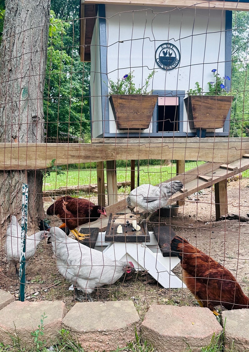 Chicnic Table for Chickens - Etsy