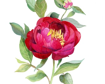 Crimson Peony l Fine Art  l Watercolor Print l Mother's Day Gift