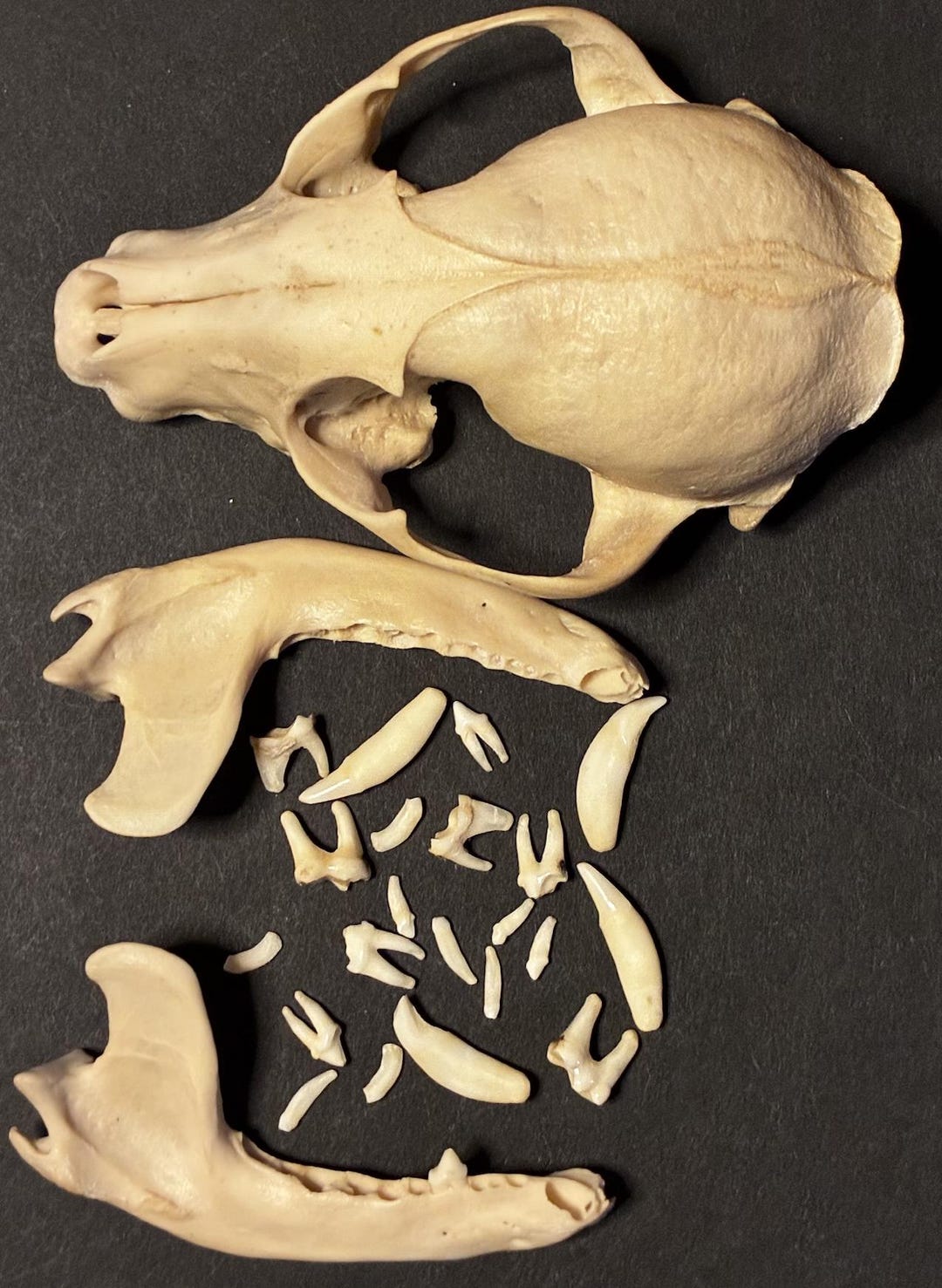 Raccoon Skeleton #21 - Etsy