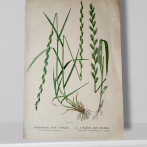 Antique botanical grass print circa. 1913