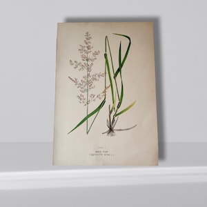 Antique botanical grass print circa. 1913