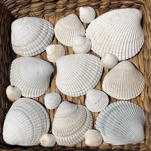 18 Cockle Shells from Pacific Northwest