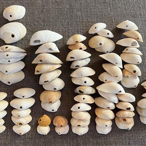 May include: A collection of off-white and light tan seashells arranged in vertical stacks. Each individual shell features a small, circular hole drilled through the surface, indicating they are prepared for use as beads or decorative craft components.
